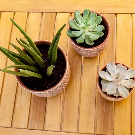 Blue Jasmine Апартаменты Ханья